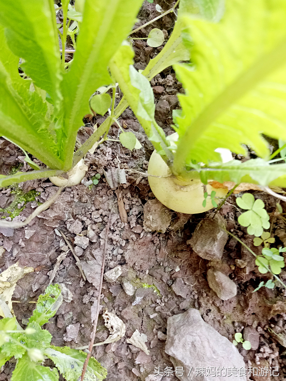 住一楼带花园的优缺点,住一楼带露台的房子真实感受