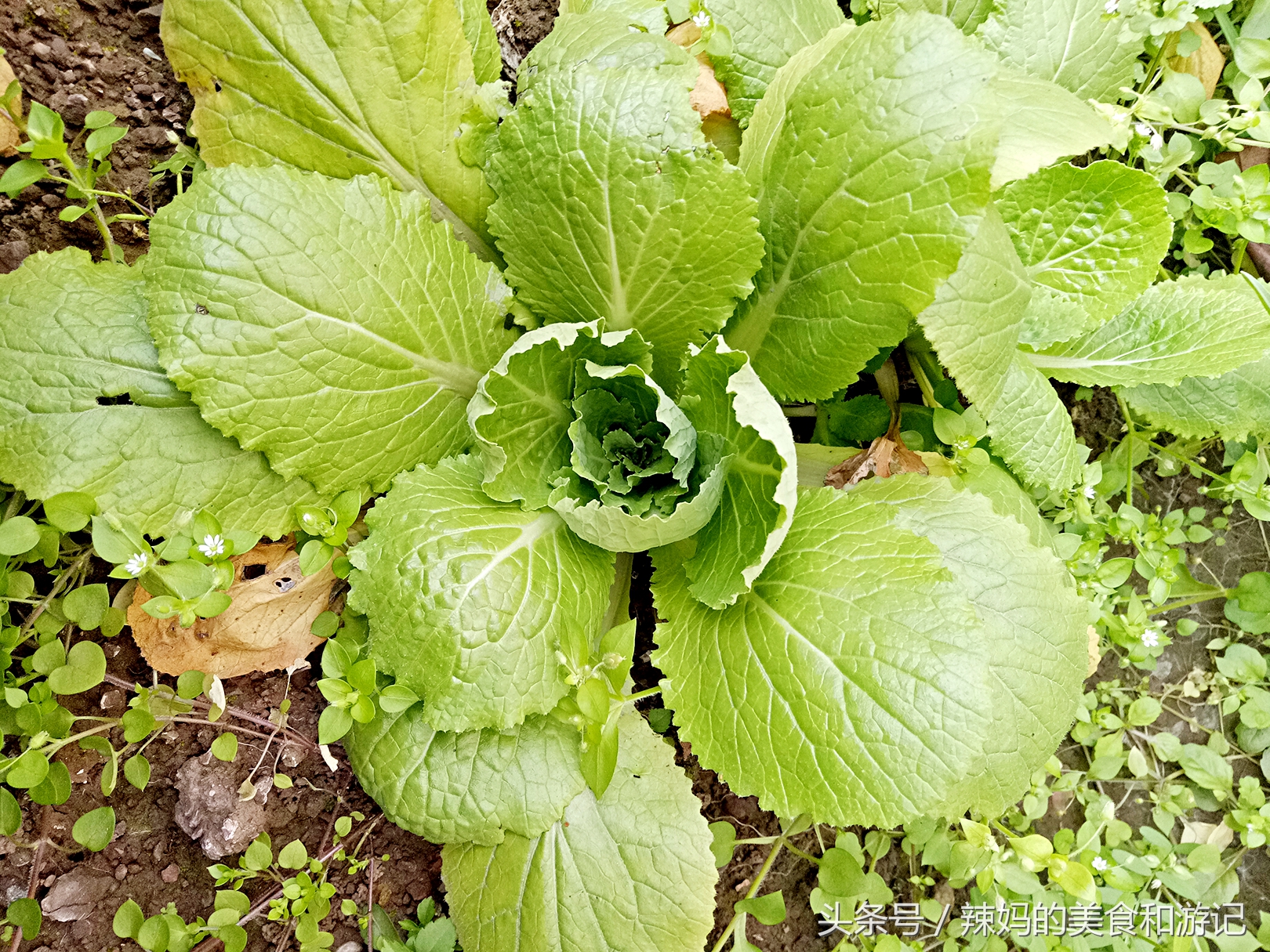 住一楼带花园的优缺点,住一楼带露台的房子真实感受