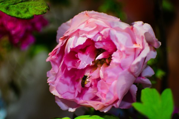 盆栽国色天香,国色天香立春