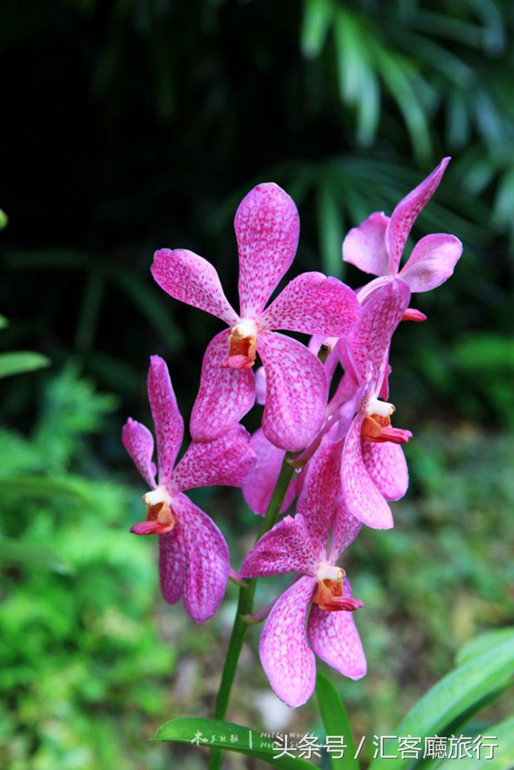 汇客厅2020,狮城新加坡旅游掠影