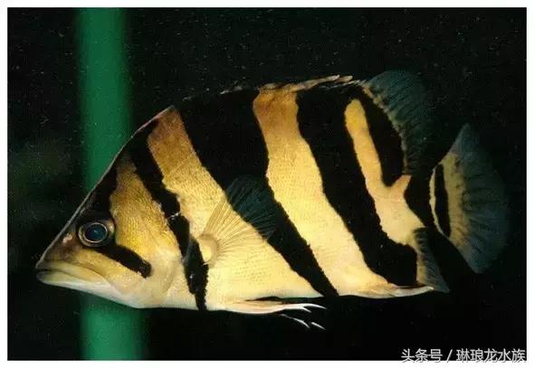 虎鱼要怎么养才长得快,虎鱼如何养出球虎