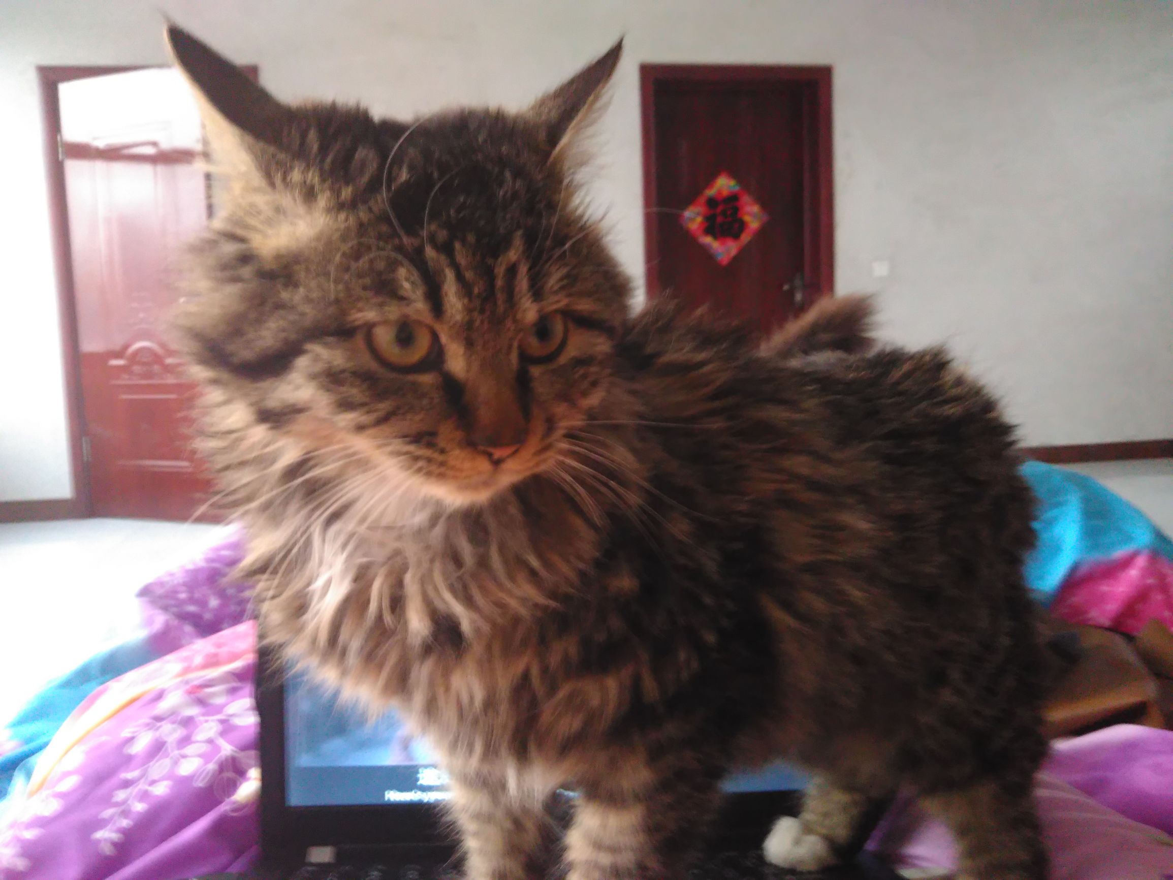 养了个假狗会怎么样,养了一只假猫真的不好吗