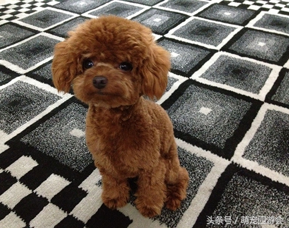 泰迪不能吃的一些食物，以及误食后的中毒症状，很多狗狗都适用