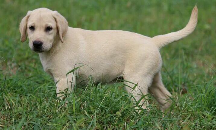 拉布拉多和罗威纳犬哪个聪明,土狗和拉布拉多犬杂交聪明吗