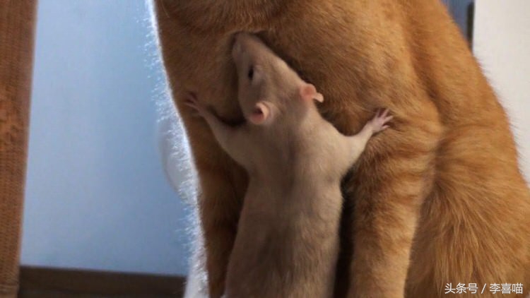 一只和老鼠成为好朋友的猫,一只老鼠和一只猫成为朋友