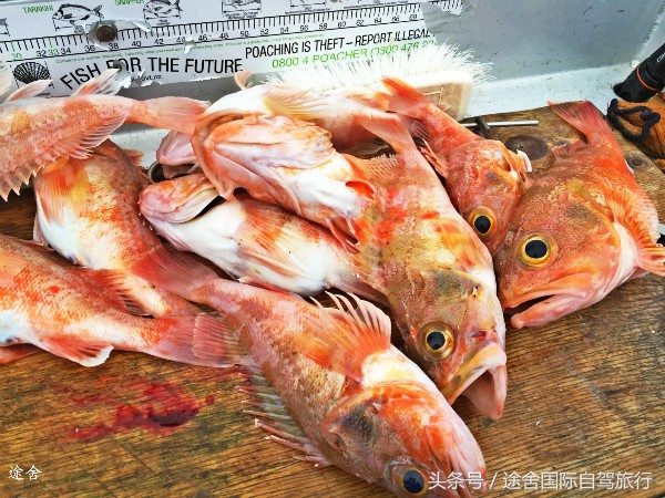 新西兰旅游游记,4月新西兰游记