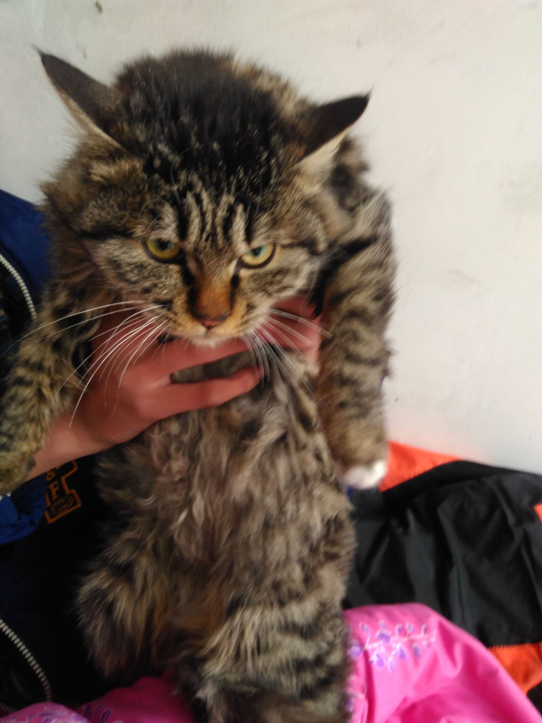 养了个假狗会怎么样,养了一只假猫真的不好吗