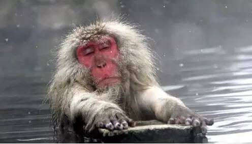 猴年说猴阅读理解答案初中,猴年说猴阅读理解