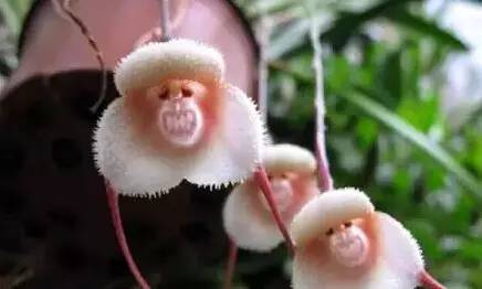 猴年说猴阅读理解答案初中,猴年说猴阅读理解