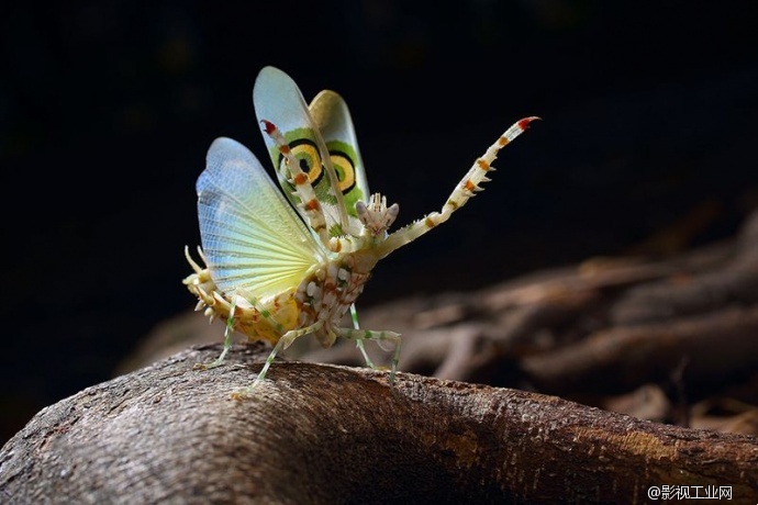 超级微距35倍,能用软件实现超级微距吗