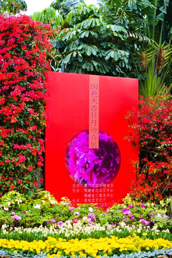 盆栽国色天香,国色天香立春