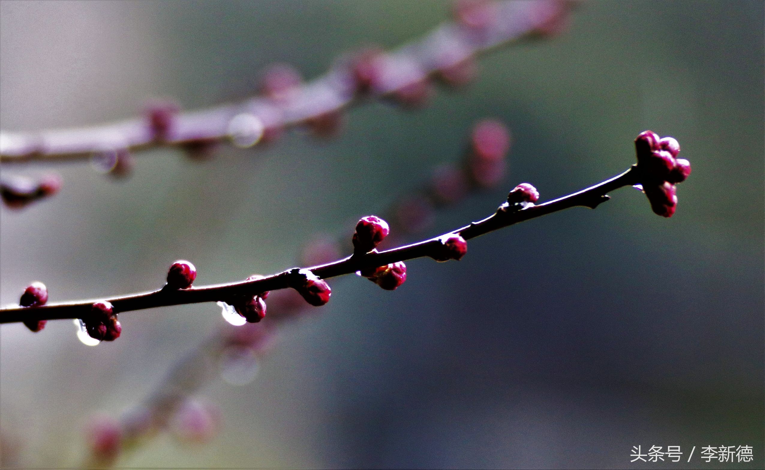 中一光学85f2是手动镜头吗,中一光学85f2.0