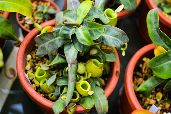 盆栽国色天香,国色天香立春