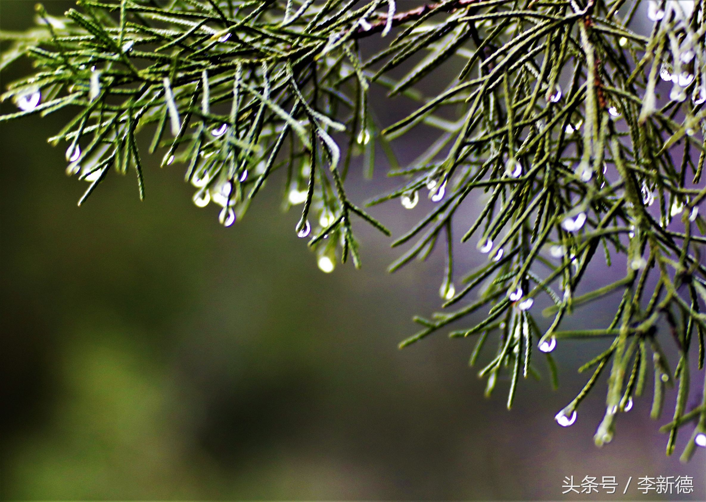 中一光学85f2是手动镜头吗,中一光学85f2.0