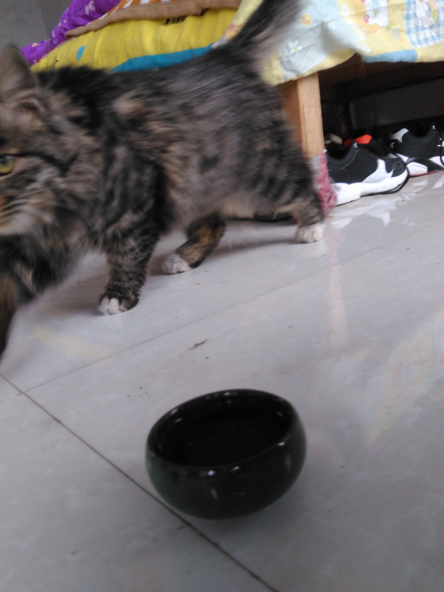 养了个假狗会怎么样,养了一只假猫真的不好吗