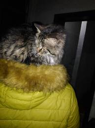 养了个假狗会怎么样,养了一只假猫真的不好吗