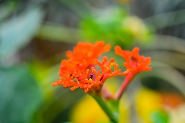 盆栽国色天香,国色天香立春