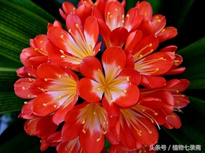 开了花的君子兰换盆的正确方法,开过花的君子兰可以换盆吗怎么换