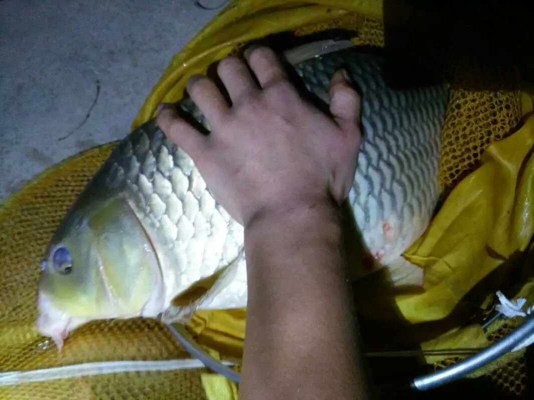 9月份鲤鱼的最好钓法,现在这个季节鲤鱼怎么钓