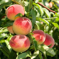 新鲜诗文：《诗经桃夭》中的桃花桃果桃叶象征什么美好寓意