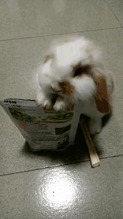 如何征服不听话的猫,怎么征服不给抱的小猫咪