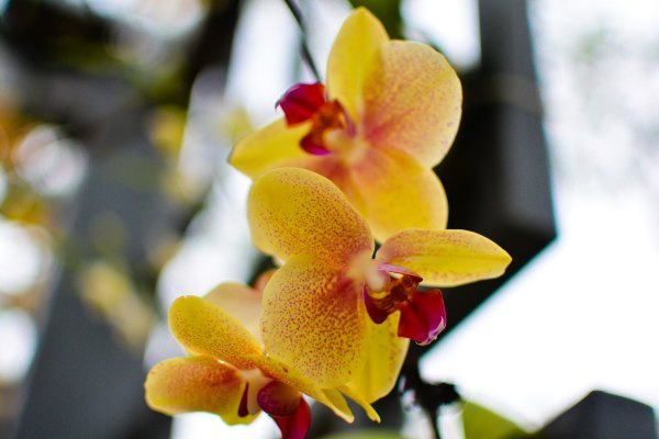 盆栽国色天香,国色天香立春