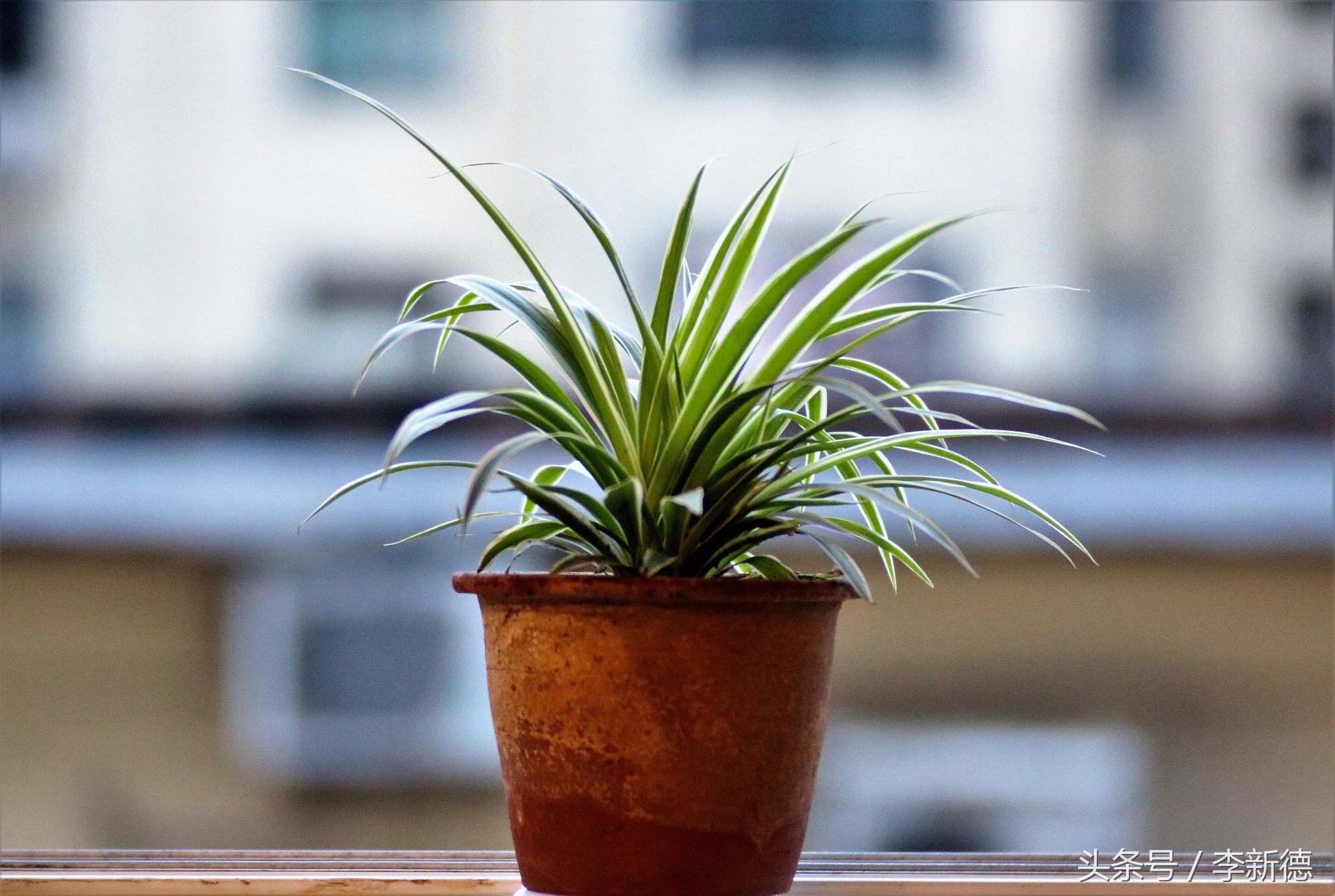 中一光学85f2是手动镜头吗,中一光学85f2.0