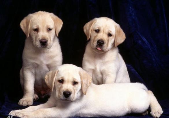 拉布拉多和罗威纳犬哪个聪明,土狗和拉布拉多犬杂交聪明吗