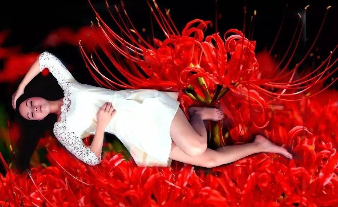 《本草》植物志之彼岸花：开一千年，落一千年，花叶不相见