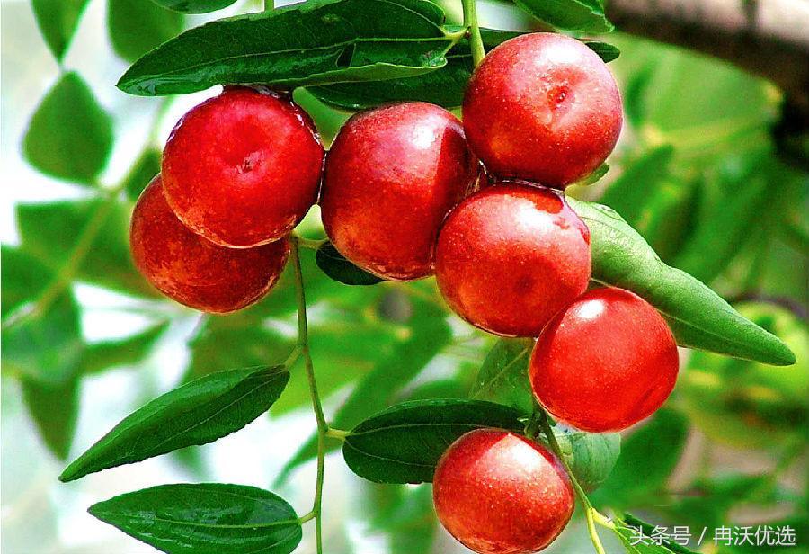 河南特色水果图片,豫西特产灵宝大枣价格