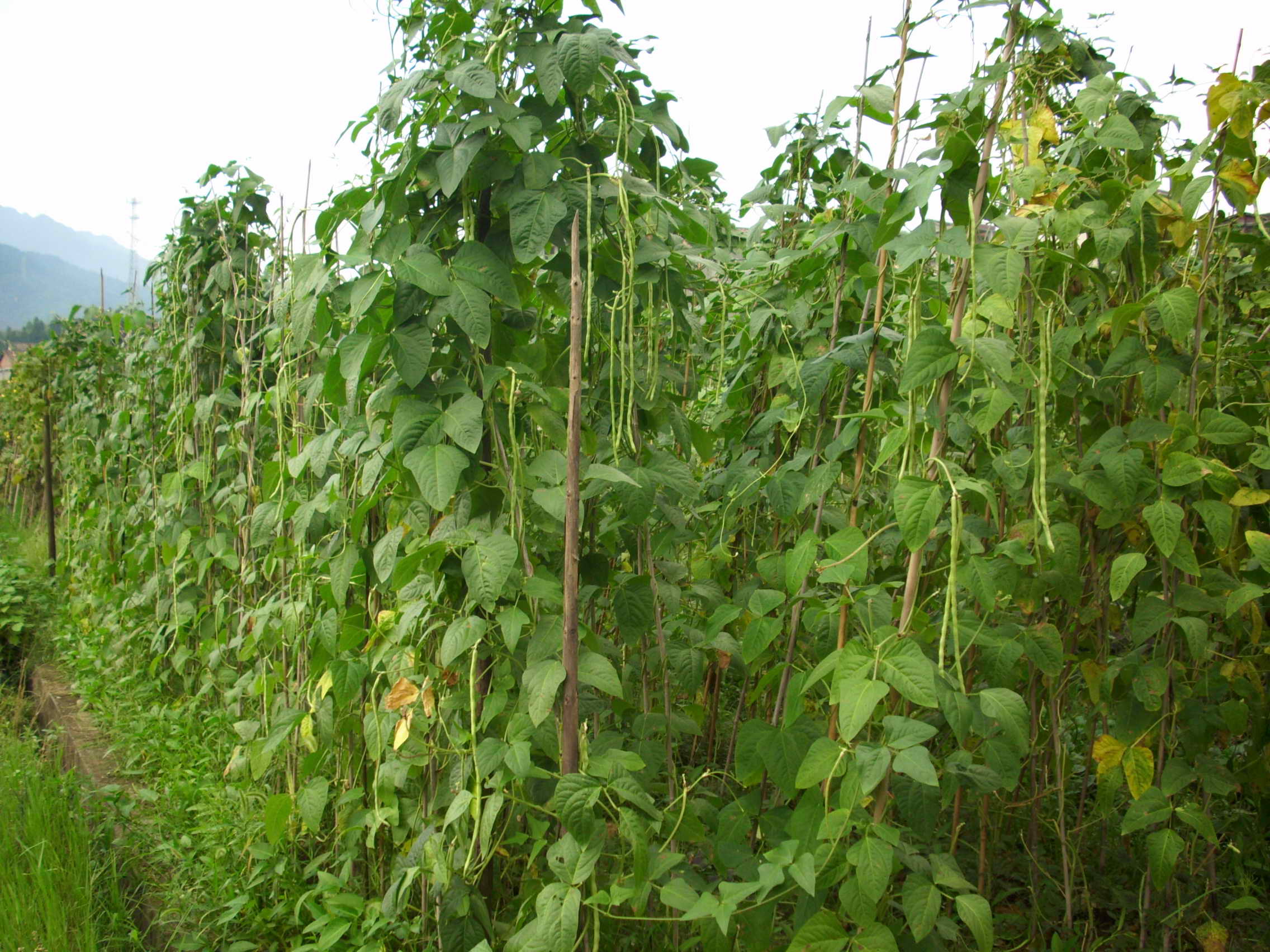 穿越古代后宫三千佳丽,穿越古代后宫佳丽三千