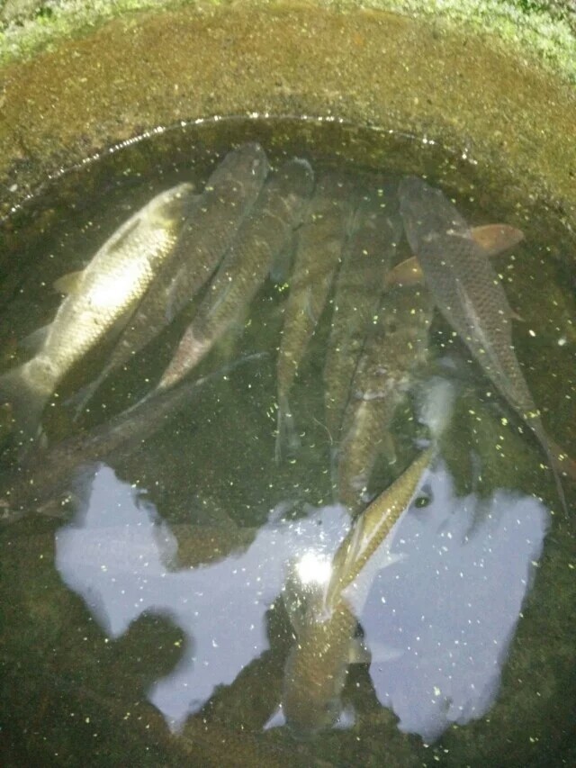 9月份鲤鱼的最好钓法,现在这个季节鲤鱼怎么钓