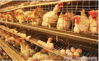 蛋鸡主要问题,蛋鸡难养