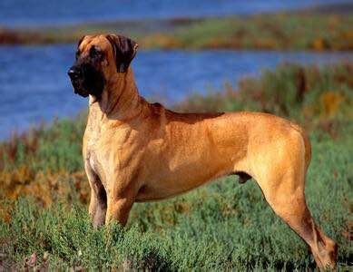 狗狗品种收集大全,收藏狗狗