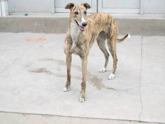 狗狗品种收集大全,收藏狗狗