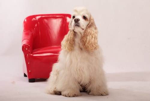 狗狗品种收集大全,收藏狗狗