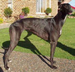 狗狗品种收集大全,收藏狗狗