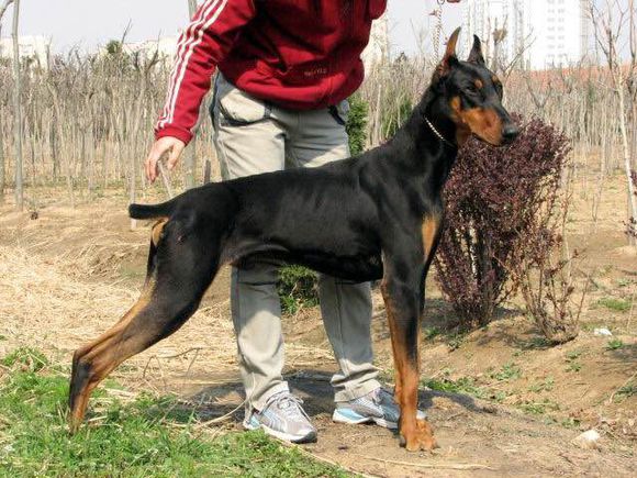 狗狗品种收集大全,收藏狗狗