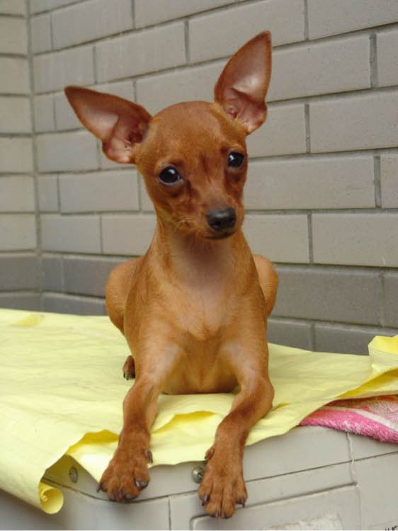 狗狗品种收集大全,收藏狗狗