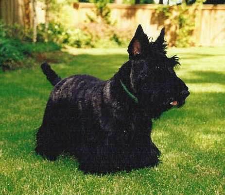 狗狗品种收集大全,收藏狗狗