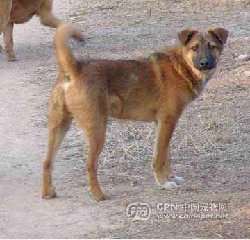 狗狗品种收集大全,收藏狗狗