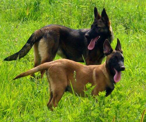 狗狗品种收集大全,收藏狗狗