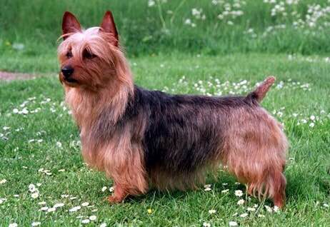 收藏狗狗的图片,收藏宠物集