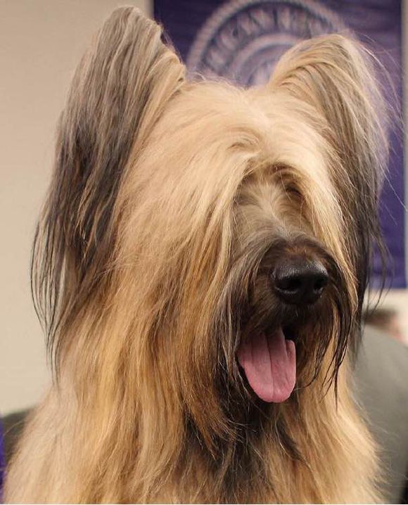 收藏狗狗的图片,收藏宠物集