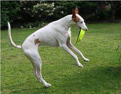 收藏狗狗的图片,收藏宠物集