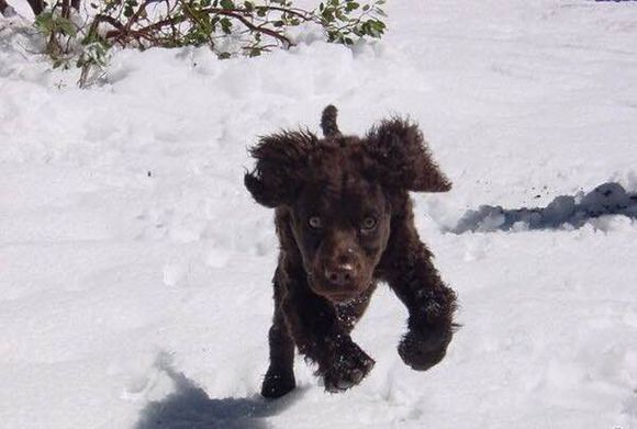 收藏狗狗的图片,收藏宠物集