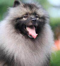 收藏狗狗的图片,收藏宠物集