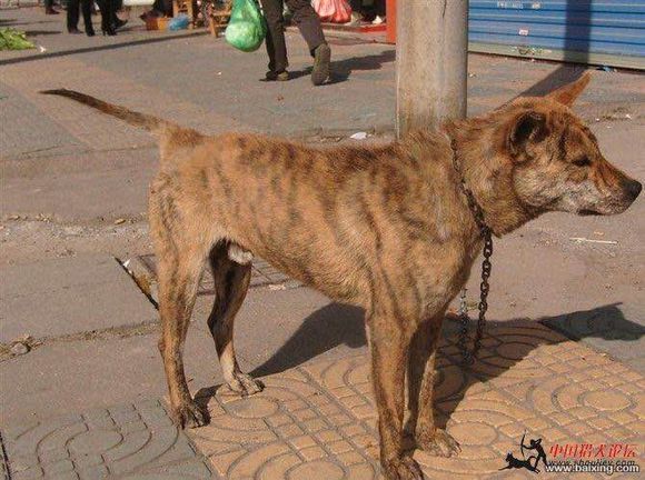 收藏狗狗的图片,收藏宠物集