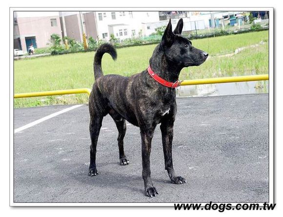 收藏狗狗的图片,收藏宠物集