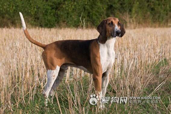 收藏狗狗的图片,收藏宠物集